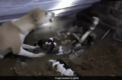 battle between cobra and dog to save her puppies