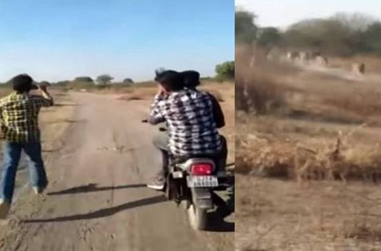 Gujarat - Three men caught on camera chasing pride of lions