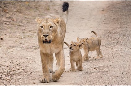 Heartbreaking: 21 lions die in Gujarat\'s Gir forest in 18 days.