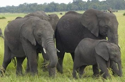 Jharkhand - Drunk man killed after fighting with herd of elephants