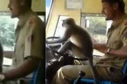 Watch - Driver caught on camera letting monkey drive bus
