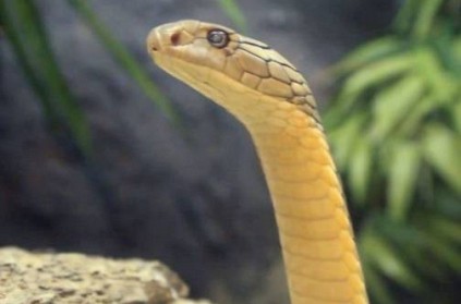 Watch - Andhra man wraps cobra around neck, it bites and kills him