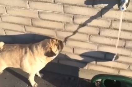 Cute Pug Try To Drink Water From The Shadow video goes viral