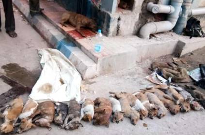 Kolkata - merciless psycho kills over 15 puppies in a hospital parking