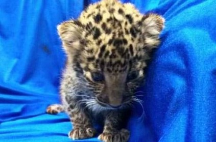 Leopard cub smuggled from Thailand seized at Chennai Airport