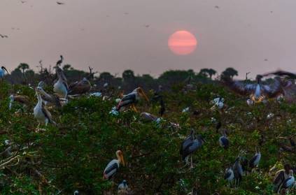 Vedanthangal bird sanctuary to be kept closed