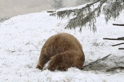 Bear enjoys snow for the first time in his life