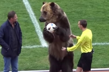 Grizzly bear hands ball to referee, Russian football league under fir