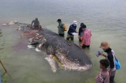 Indonesia - Dead whale found with 115 plastic cups in body