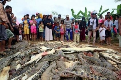 Indonesia mob slaughters nearly 300 crocodiles in revenge attack.