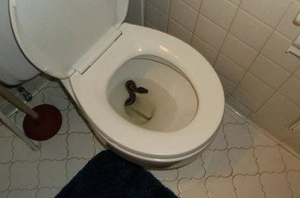 Man finds python sticking out from his toilet bowl in Virginia