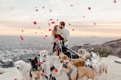 Man proposes to girlfriend with 16 dogs in attendance