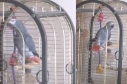 UK - Firefighters rush after hearing alarm - Gets fooled by a parrot