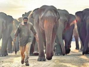 When 15 elephants ran towards Rana, all at a time – 'Kaadan' star recounts 'rare & exciting' shooting experiences! VIDEO